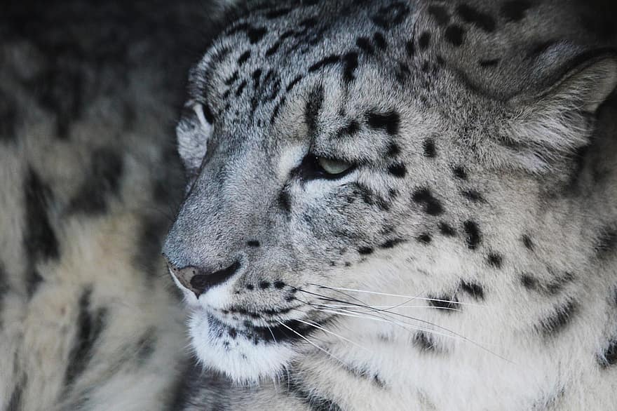 lumi leopardi, leopardi, iso kissa, eläin, harja, nisäkäs, saalistaja, villieläimet, safari, eläintarha, luonto