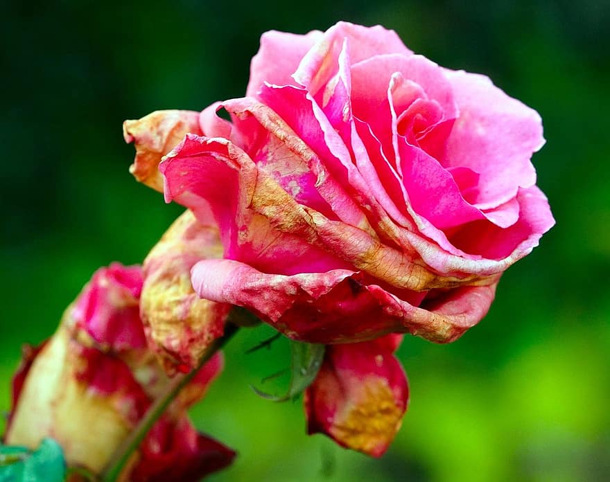 rosa, rosa rosa, Flor rosa, Rosa murcha, flor, natureza, flora, jardim