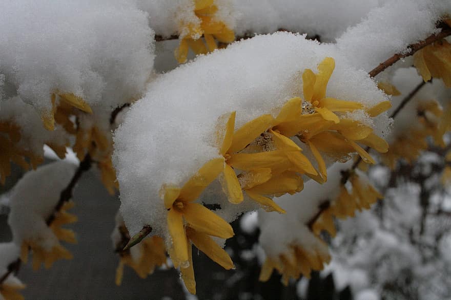 iarnă, Forsythia, zăpadă, inflori, a inflori, îngheţ, natură