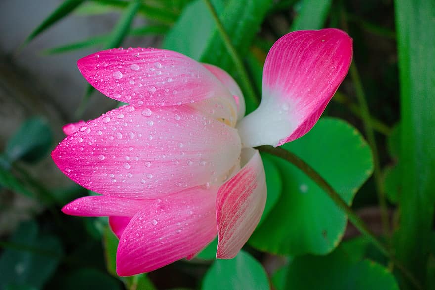 Otus, floare, floare de lotus, plantă, frunze, petale, roz petale, floră, natură, rouă, picături