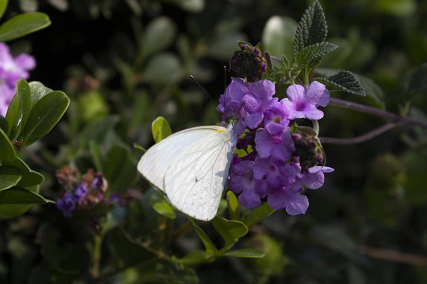 insekt, sommerfugl, pollinering, blomst, blomstre, vinger, Lantana, natur, nærbilde, anlegg, sommer