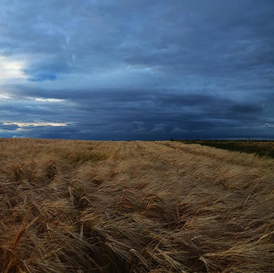 wheat field, overcast, cloudy day