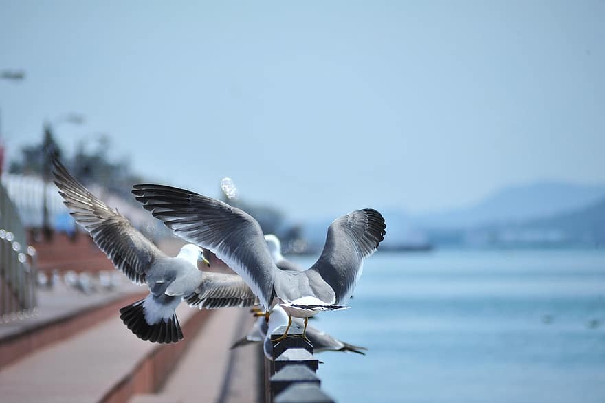 Seagull, Ocean, Birds, West Coast, Republic Of Korea, Korea, Mokpo
