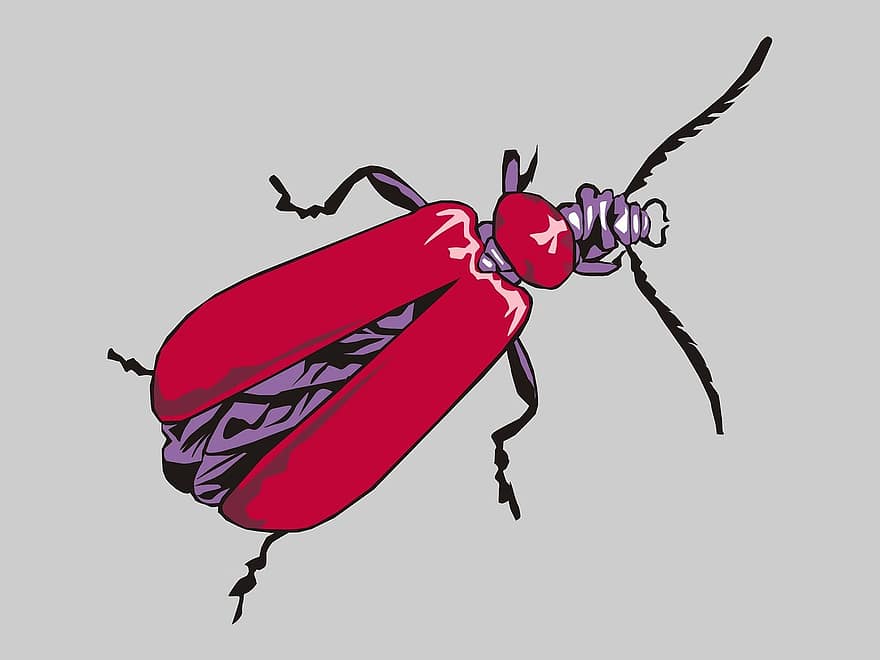 кардинальный, насекомое, жуки, жук, животное, красный, синий, антенна, саман, Adobe Photoshop, Adobe Illustrator