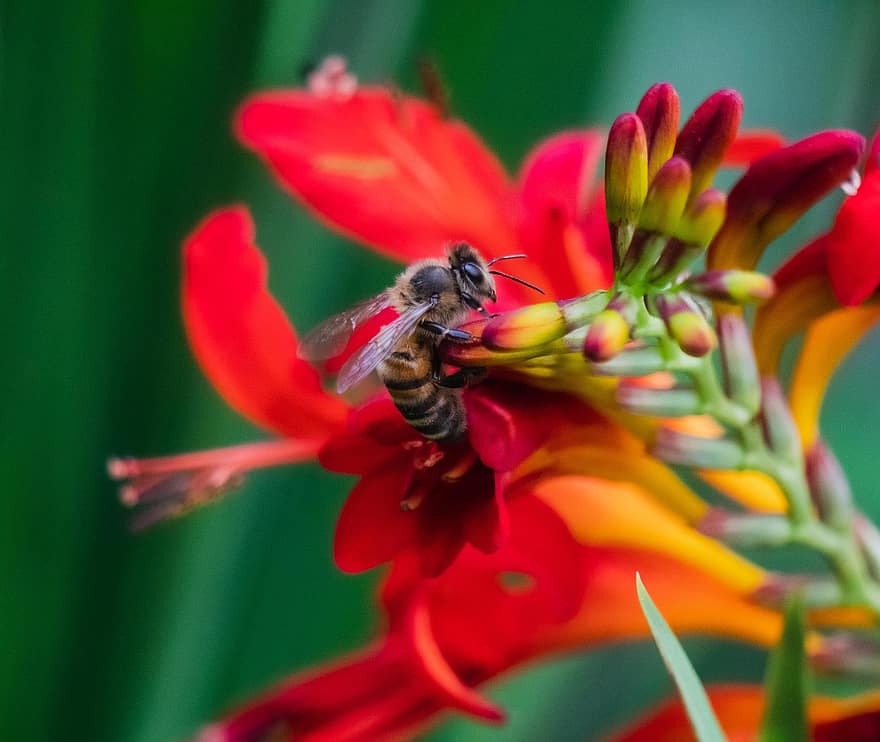 lebah, serangga, sayap, bunga, lebah madu, madu, alam, serbuk sari, hewan, berkembang, penyerbukan