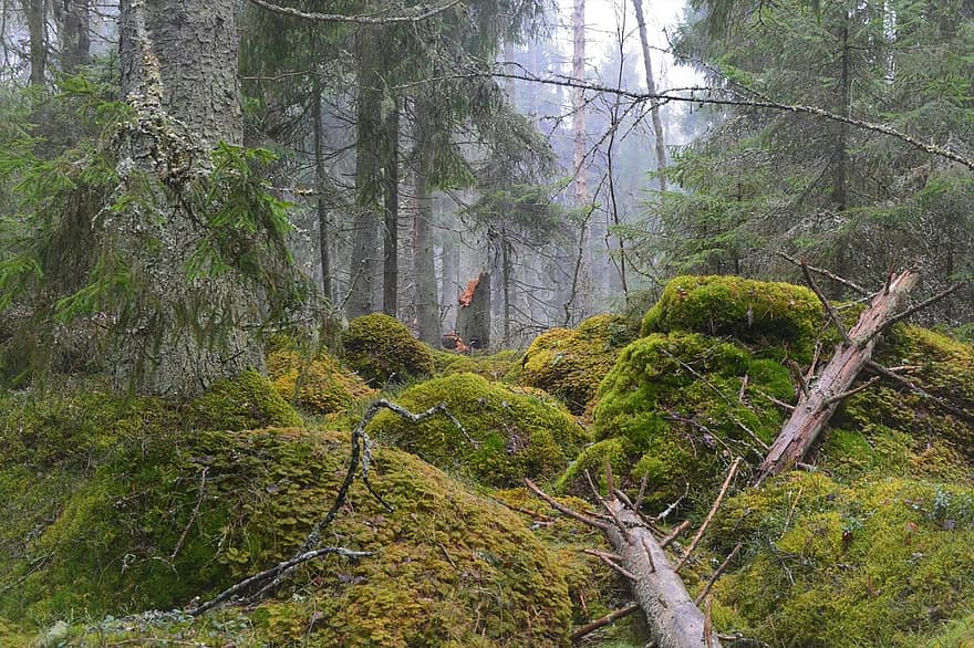 δέντρα, ξύλο, ομίχλη, δάσος, φύση, τοπίο, γη, υγιής, estonia, άγριος, δέντρο