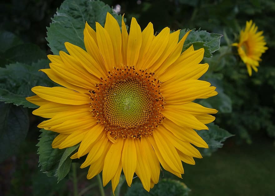 слънчоглед, жълт, растение, лято, цвете, цвят, разцвет, природа, наблизо, ярък, цветен