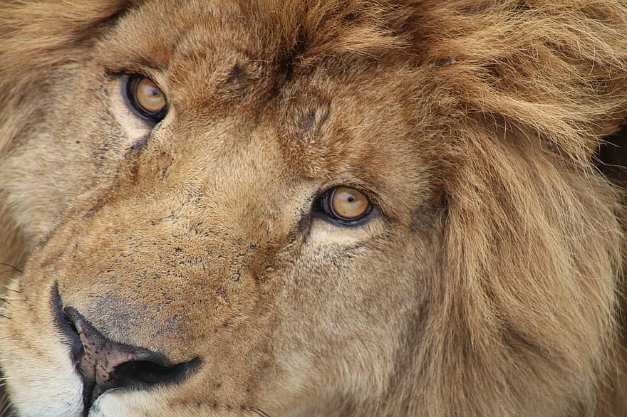 lauva, dzīvnieku, zīdītāju, galvu, acis, krēpes, liels kaķis, savvaļas dzīvnieks, savvaļas dzīvnieki, fauna, tuksnesī