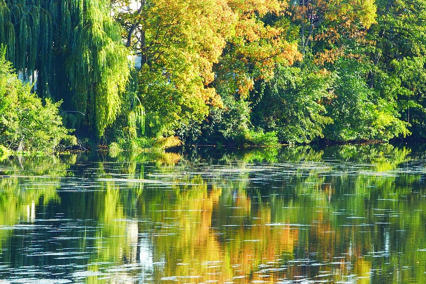 upė, medžiai, rudenį, atspindys, vanduo, ruduo, pobūdį, miškas, medis, žalia spalva, lapai