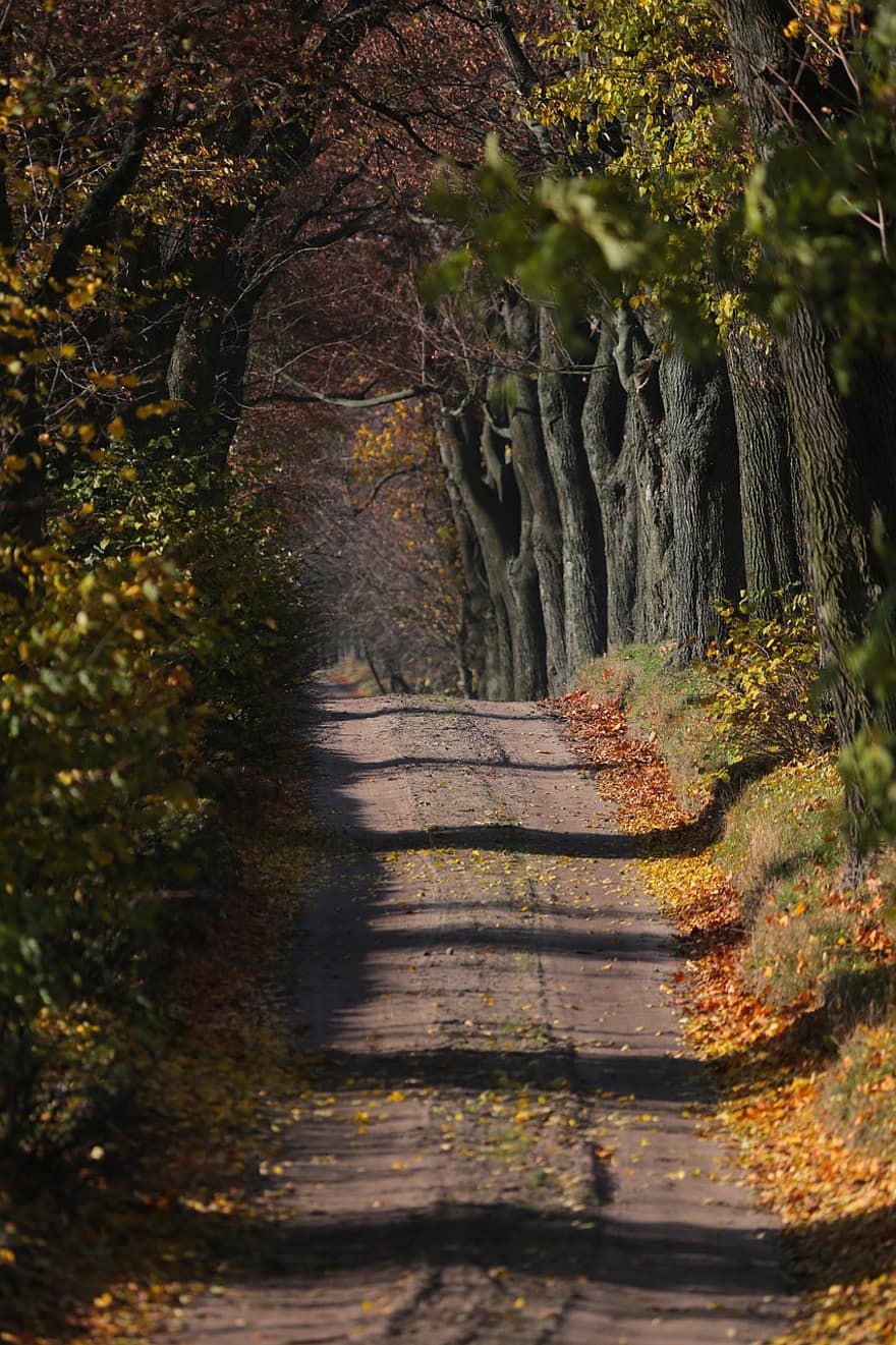 strada, viale, sentiero, pista, alberi, le foglie, fogliame, boschi, foresta, viaggio, autunno