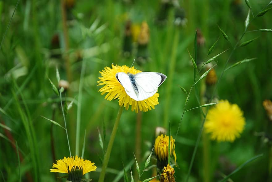 나비, 흰색 긴 나비, 민들레, 수분, 곤충, 날개 달린 곤충, 나비 날개, 나비과, 플로라, 동물 상, 자연