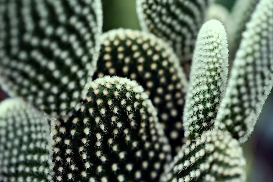 cactus, fabriek, sappig, bloem, flora, plantkunde, botanisch, cactussen, detailopname, blad, groene kleur