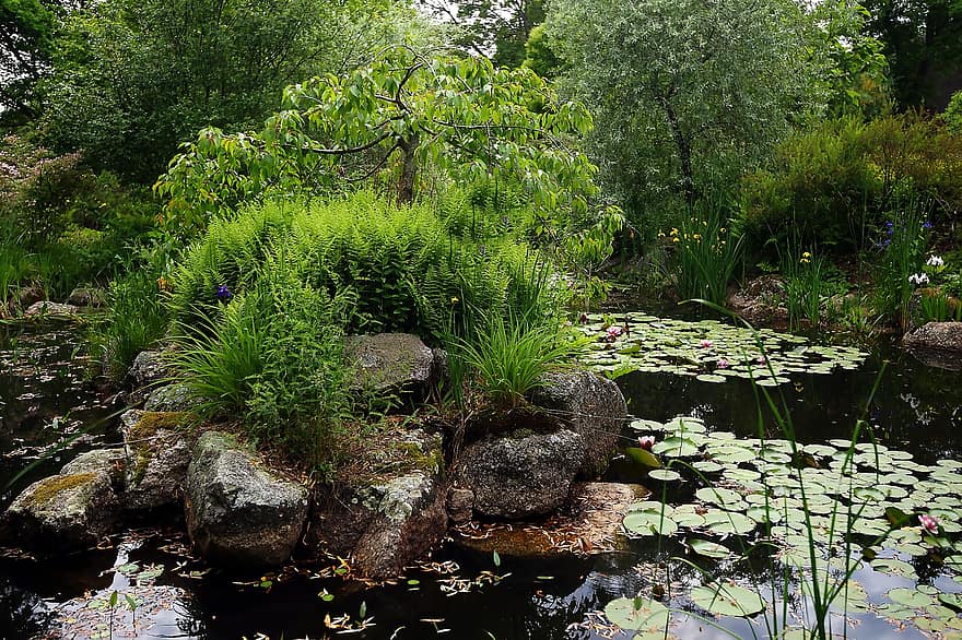 estanque, naturaleza, al aire libre, botánico, planta, hoja, color verde, verano, flor, agua, jardín formal