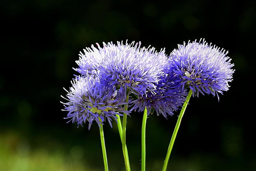 sinipallot, kukat, kasvi, Globularia Vulgaris, violetit kukat, terälehdet, kukinta, kevät, niitty, luonto