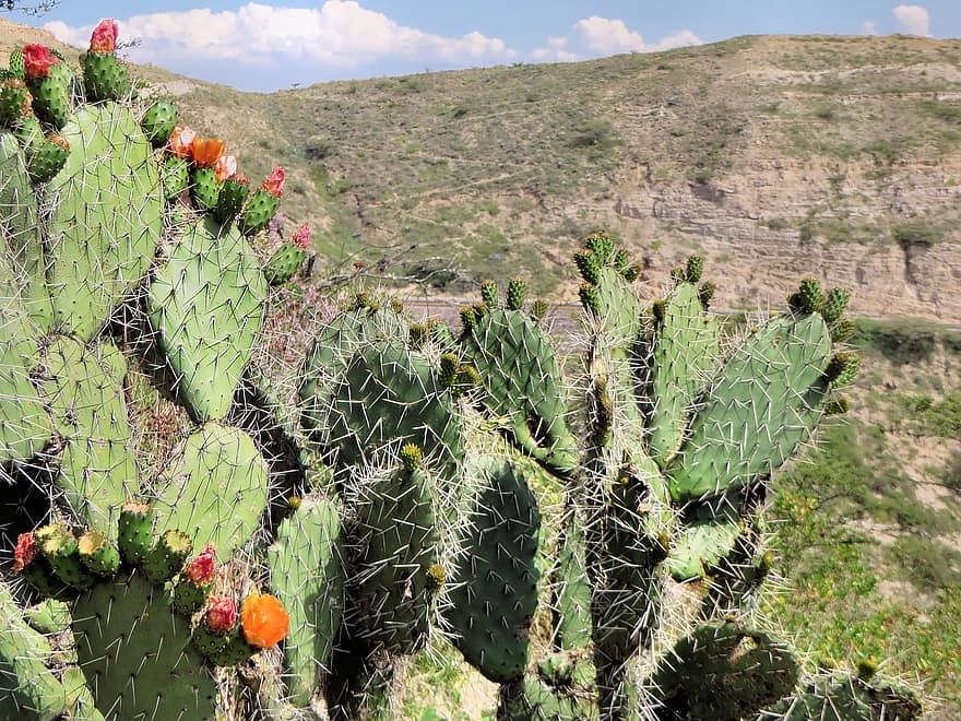 kaktus, torner, anlegg, blomst, saftig, pigger, stikk, natur, nærbilde, ørken, opuntia