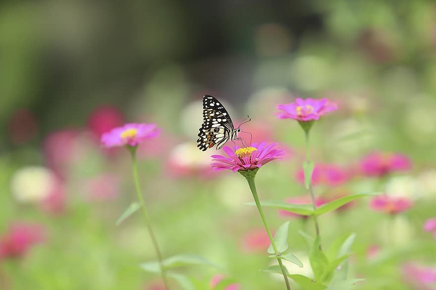 papillon, fleurs, féconder, pollinisation, insecte ailé, ailes de papillon, lépidoptères, le monde animal, flore, faune, la nature