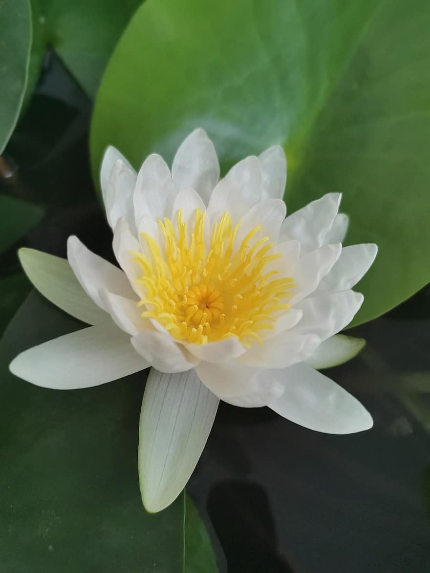 lotus, blomma, Lotus blomma, vit blomma, kronblad, vita kronblad, vattenväxter, flora