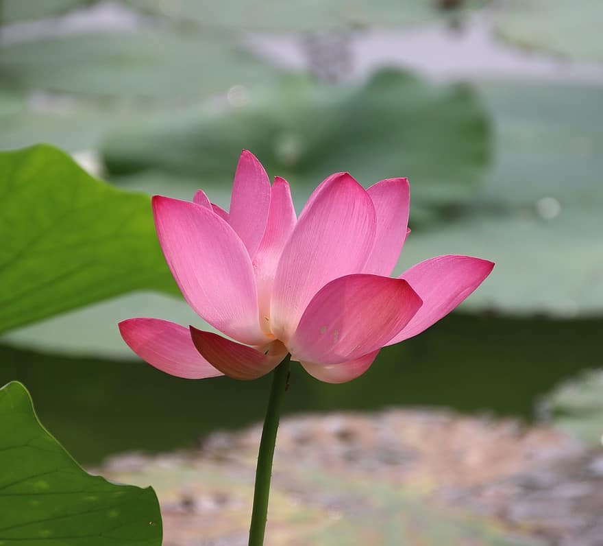 лотос, водна лилия, розово цвете, езерце, водно растение