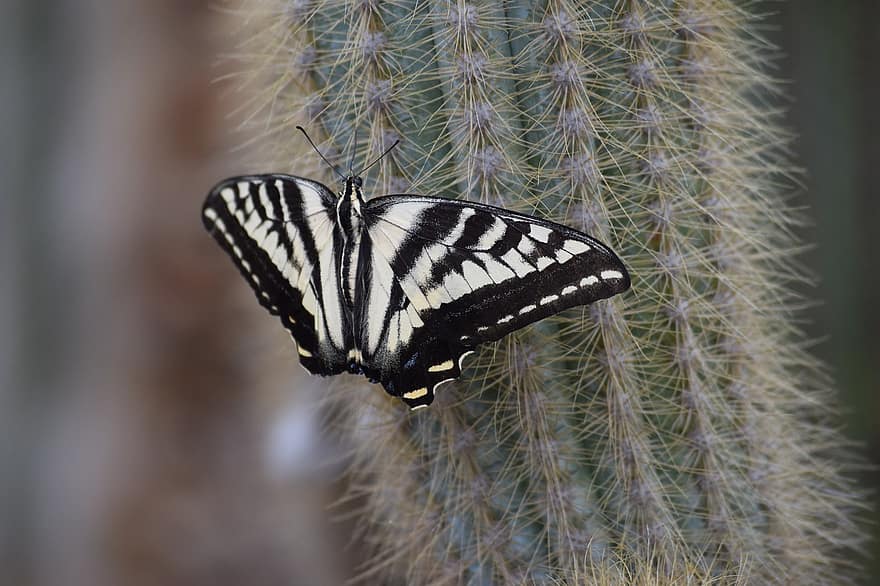 Butterfly, Cactus, Nature