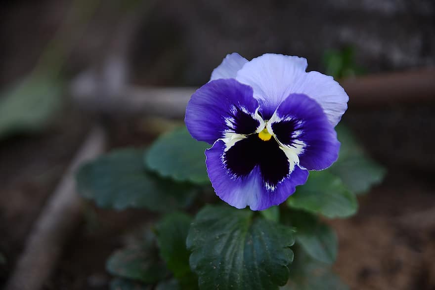 Pansy, Flower, Plant, Bloom, Blossom, Leaves, Flora, Garden, Nature, Beauty, Beautiful