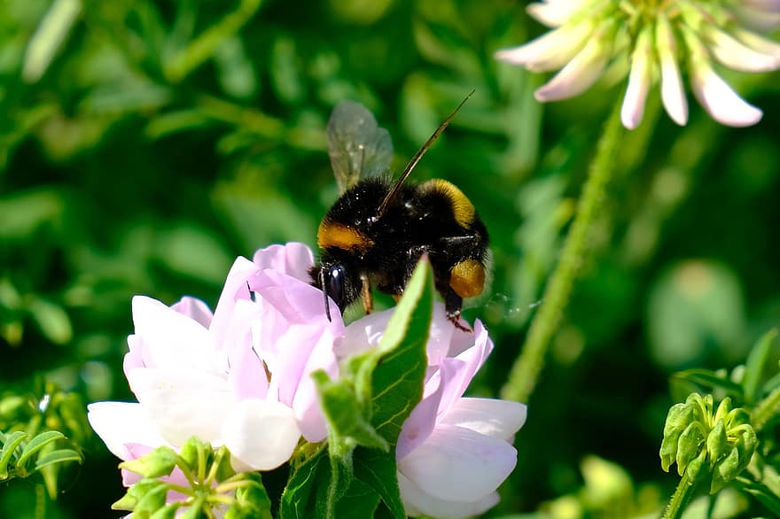 lebah, bunga-bunga, serbuk sari, menyerbuki, penyerbukan, serangga, hymenoptera, serangga bersayap, berkembang, mekar, flora