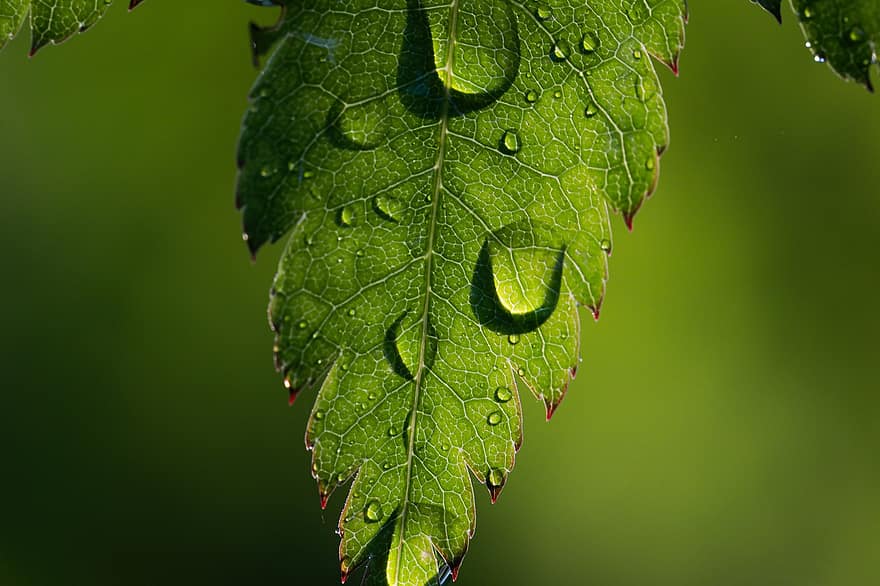 regndroppar, vattendroppar, makro, lövverk, grön, natur, lönn, japanska lönn, lönnlöv, blad, grön färg