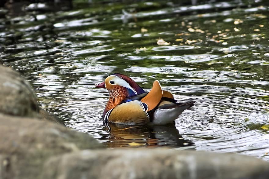 mandarin duck, and, sø, fugl, vandfugle, vand fugl, vandfugl, dyr, fjer, fjerdragt, svømme