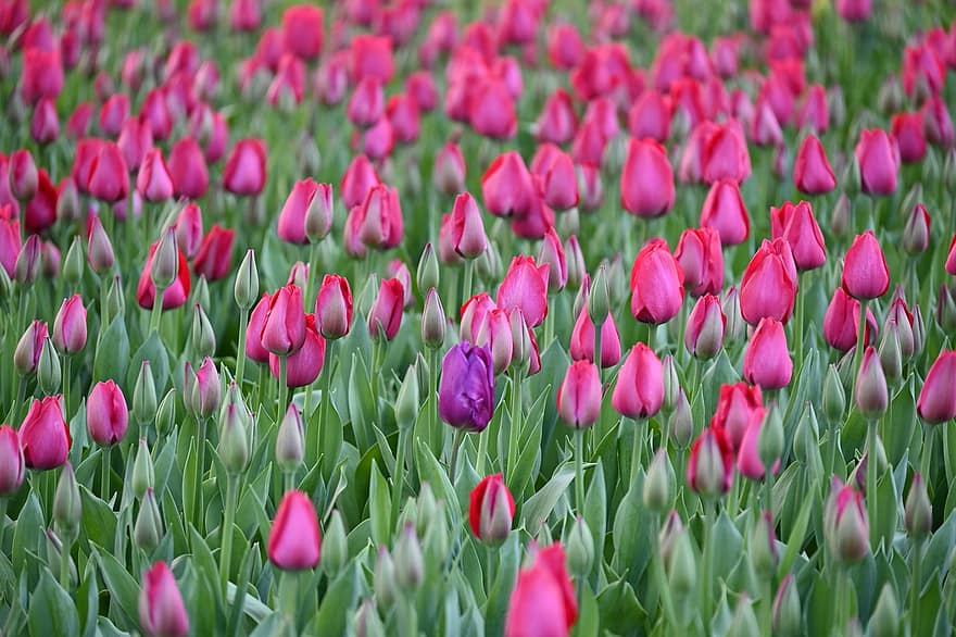 blomst, tulipaner, vår, blomstre, botanikk, vekst, tulipan, anlegg, våren, grønn farge, friskhet