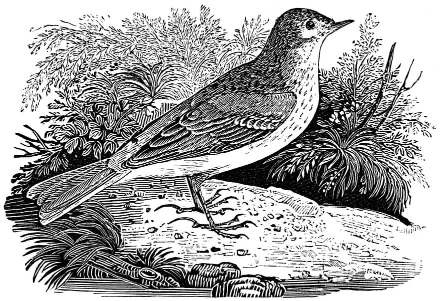 Tree Pipit, Bird, Pipit, Ornithology, Ave, Feathers, Plumage, Avian, Engraving, Vintage, Nature
