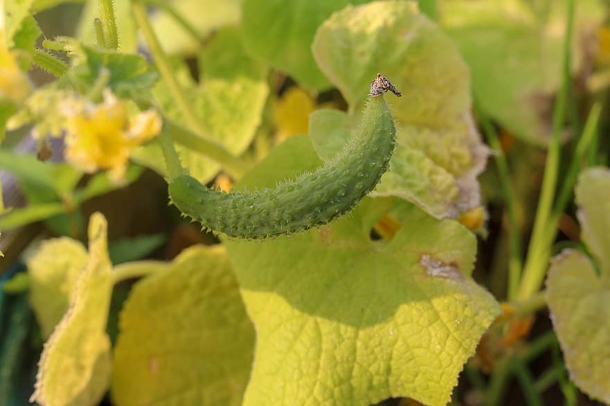 Cucumber, Vegetable Garden, Agriculture