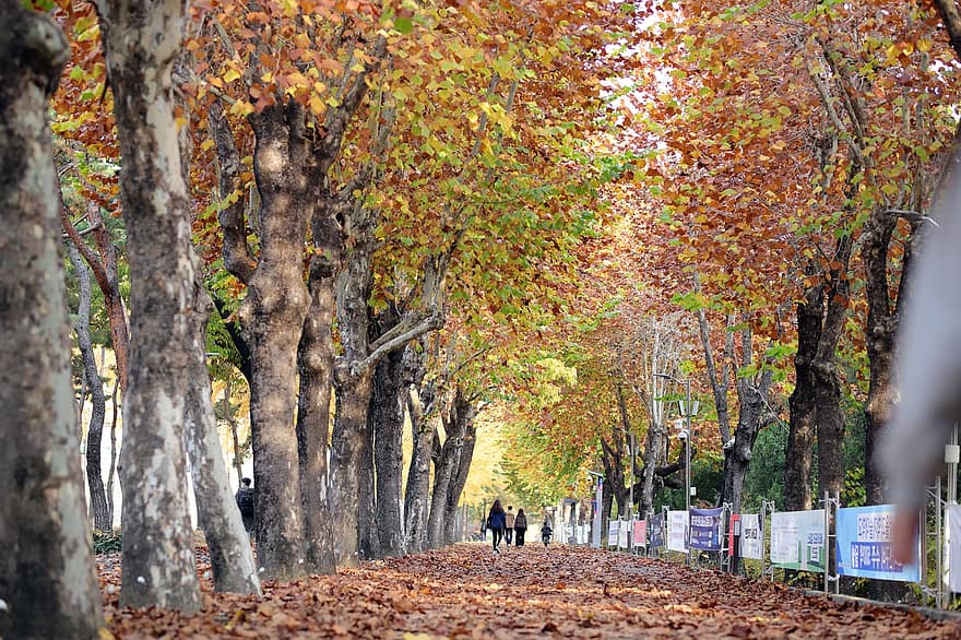 podzim, park, alej, stromy, podzimní listí, listy, Příroda, strom, list, sezóna, les