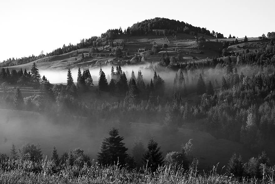Nature, Fog, Travel, Mountains, Exploration, Outdoors, Forest, tree, landscape, black and white, rural scene