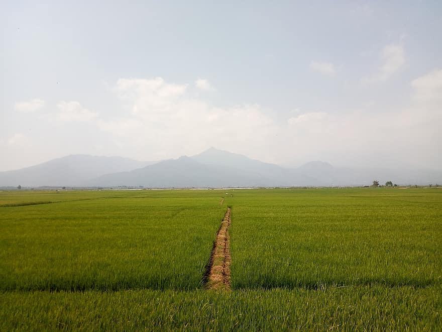 rijst, veld-, weide, spoor, bergen, bewolkt, landschap