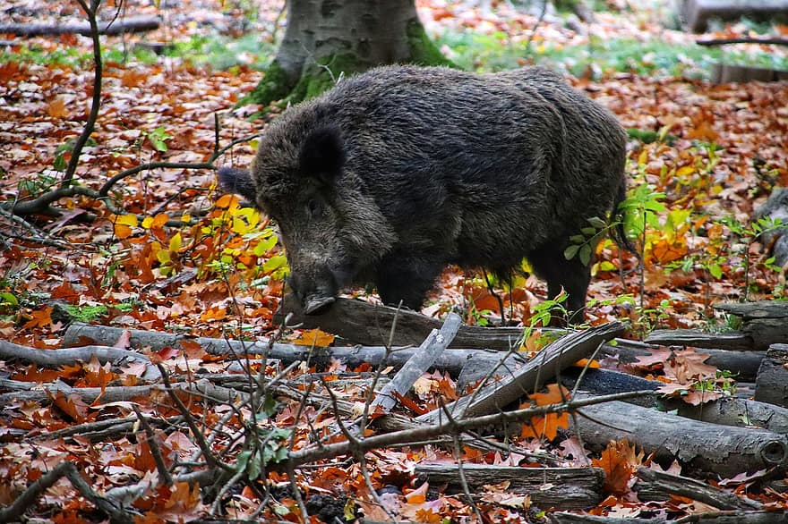lợn rừng, thú vật, động vật hoang dã, con lợn, heo rừng, động vật có vú, rừng rụng lá, rừng, Thiên nhiên, ngã, lá vào mùa thu
