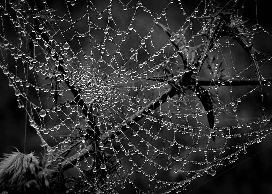 örümcek ağı, doğa, çiy damlası, makro