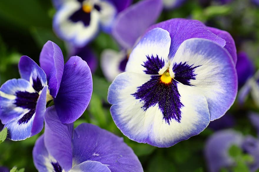 pansies, purpura ziedi, ziedi, dārzs, raksturs, violeti ziedi, zieds, tuvplāns, violets, augu, ziedlapiņa