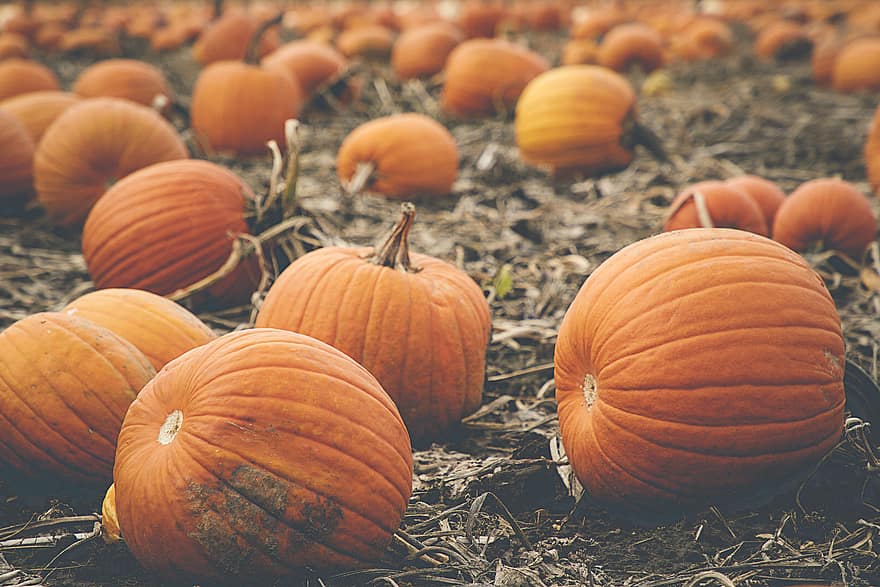 fallen, Kürbisse, Hintergrund, Herbst, Landwirtschaft, Lebensmittel, quetschen, Garten, Orange, Patch, Oktober