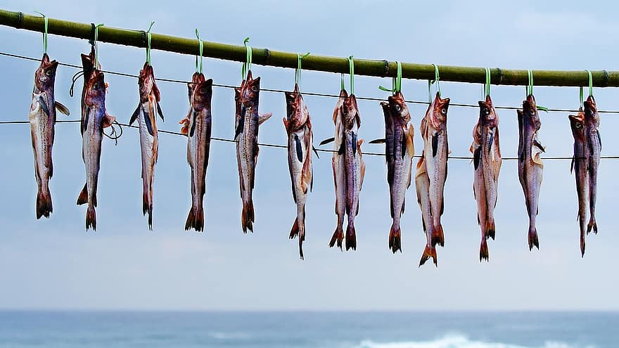 сайда, сушеная рыба, питание, море, Сушеный минтай, сушка, сохранение, природа, Gangneung, Sichuan, морепродукты