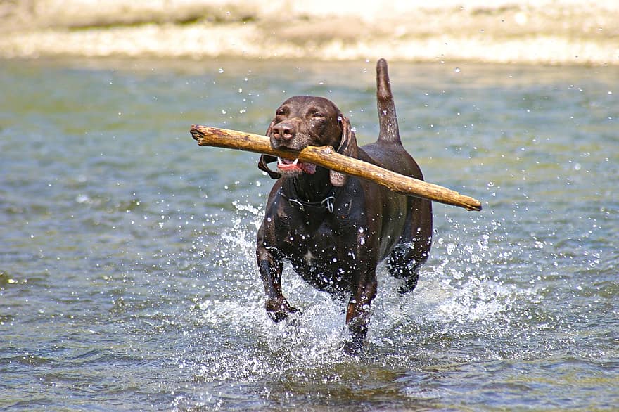 köpek, getirmek, nehir, alman kısa tüylü pointer, Av köpeği, safkan, Evcil Hayvan, hayvan, yerli köpek, memeli, arkadaş