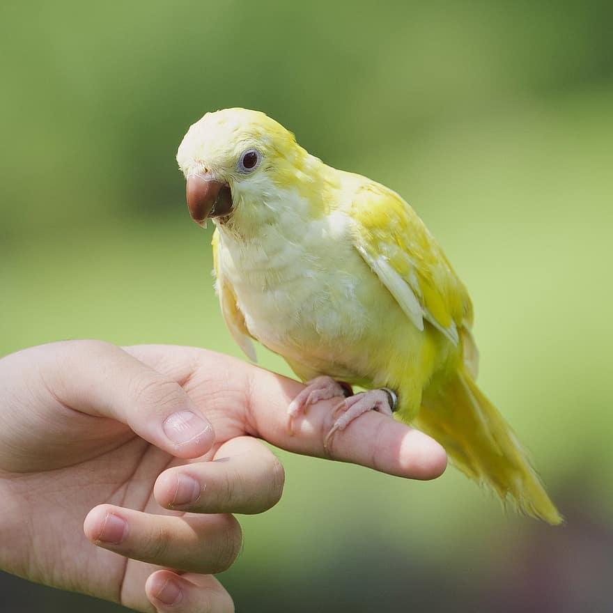 Bird, Parrot, Ornithology, Species, Fauna, Avian, beak, yellow, feather, pets, close-up