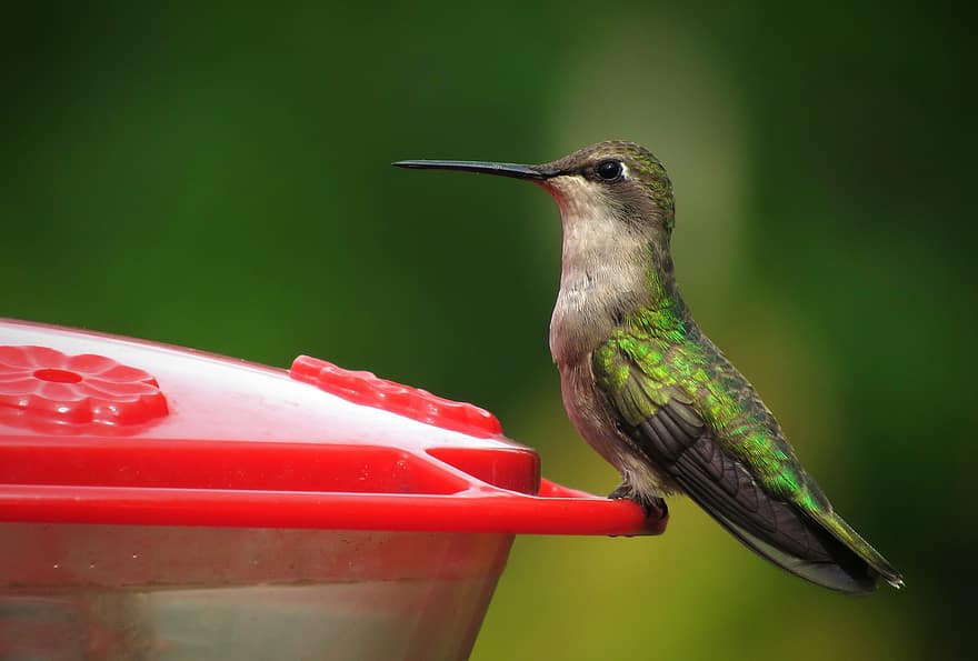 colibrí, pájaro, zumbador, animal, fauna silvestre, alimentador, naturaleza, verde