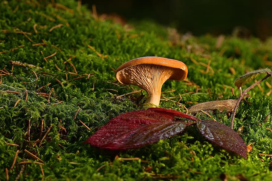 гриб, фальшива лисичка, ліс, осінь, мох, помаранчевий, лісовий гриб, настрій, лісова підлога, жовто-оранжевий