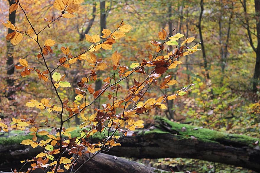 listy, větev, podzim, podzimní listí, rostlina, kmen stromu, log, dřevo, mech, stromy, les