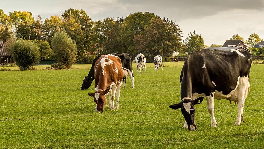 les vaches, Pays-Bas, pâturage, les pâturages, la nature
