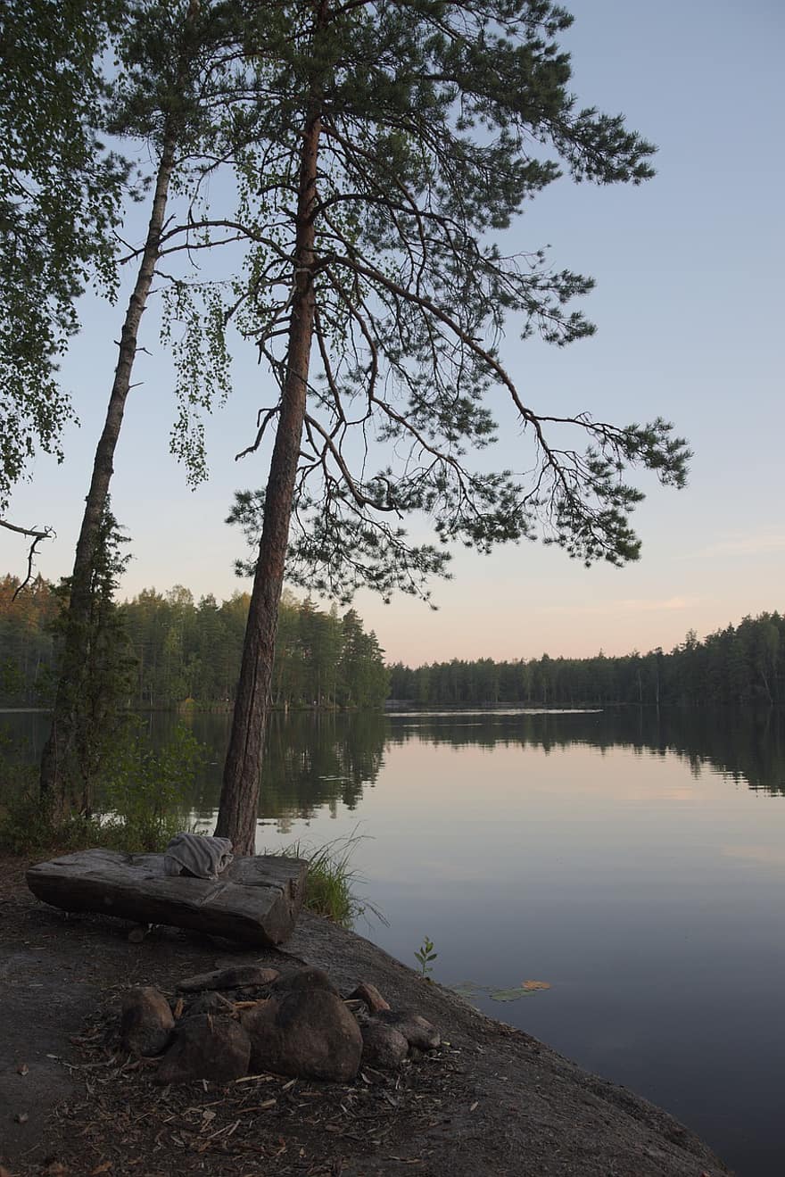 夏、フィンランド、自然、湖、水、空、森の中、森林、松、白樺、木