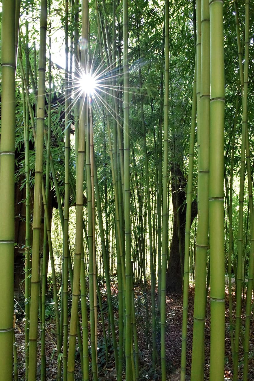 bambusa, mežs, raksturs, koki