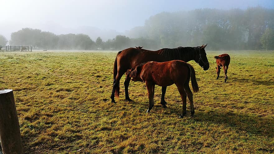 ngựa, con ngựa con, động vật, người cưỡi ngựa, nông trại, động vật trang trại, sân trang trại, ngựa nâu, động vật hoang dã, Thiên nhiên, sương mù