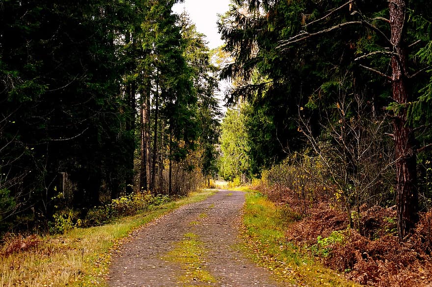 道路、森林、森の中、木、土の道、自然