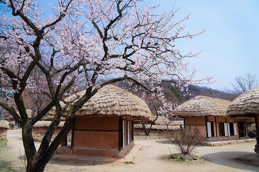 korean kansankylä, gyeonggi tehdä, Yongin, kevään maisema, perinteinen, kevät, tunkkikattoinen letku, kotikaupunki, maisema, puu, arkkitehtuuri