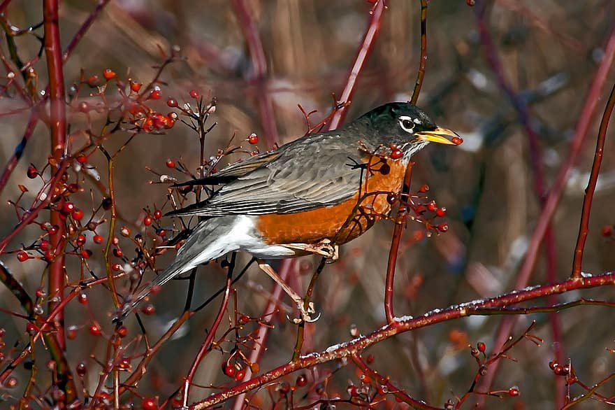 amerikai robin, madár, Mutltiflora Bramble, vadon élő állatok, csőr, madártoll, ág, közelkép, madárles, fa, többszínű